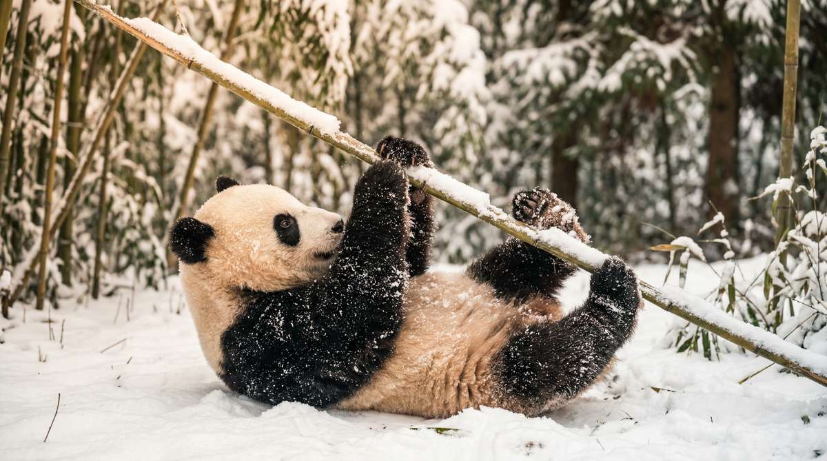 蜜芽今日推荐熊猫视频